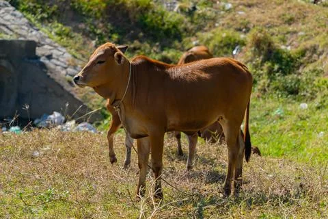Grazing cows. Foto stock