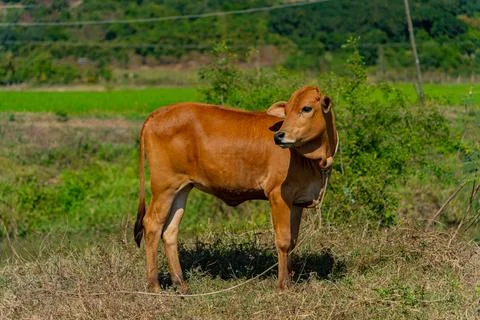 Grazing cows. 스톡 사진