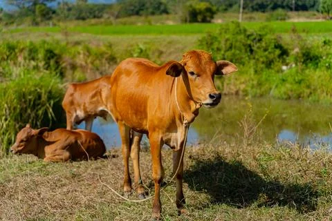 Grazing cows. Foto stock
