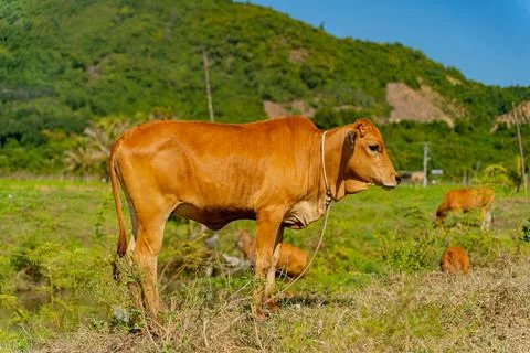 Grazing cows. Foto stock