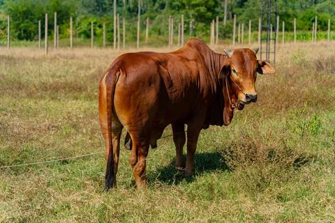 Grazing cows. Photos