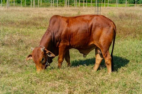 Grazing cows. Foto stock