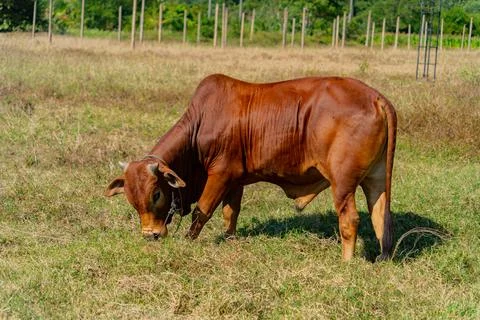 Grazing cows. Foto stock