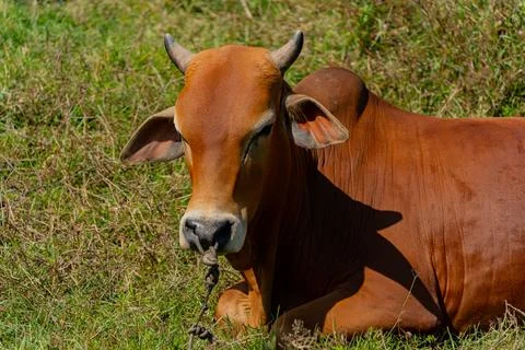 Grazing cows. Photos