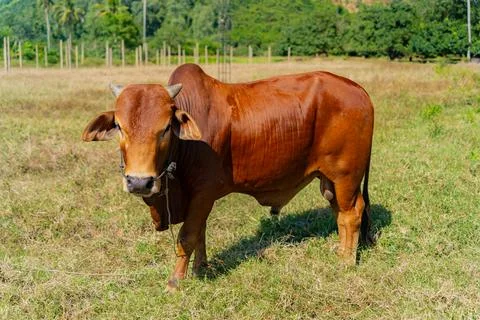 Grazing cows. 스톡 사진