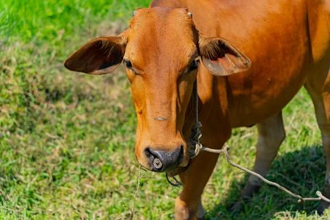 Grazing cows. Stock Photos