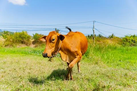 Grazing cows. Foto stock