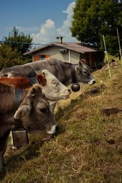 Grazing cows. Stock Photos