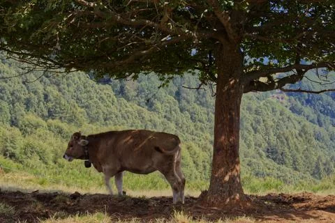 Grazing cows. Stock Photos