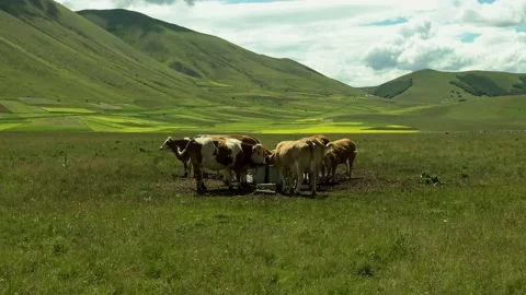 Grazing cows in the Piano Grande near Castelluccio di Norcia. Stock Footage