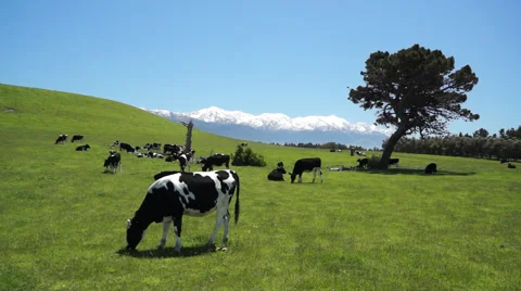 Grazing cows scenery. New Zealand Stock Footage