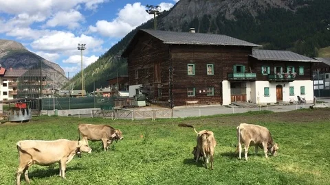Grazing cows with sound bells Video stock 113481724