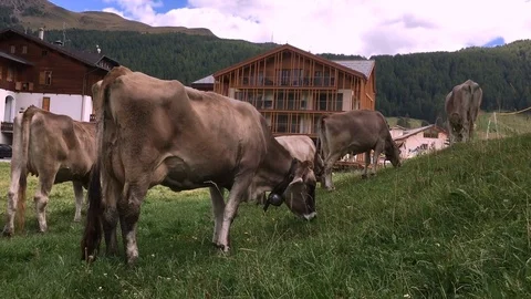 Grazing cows with sound bells Stock Footage 113481802