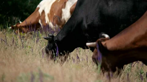 Grazing cows in summer landscape Stock Footage 100549002