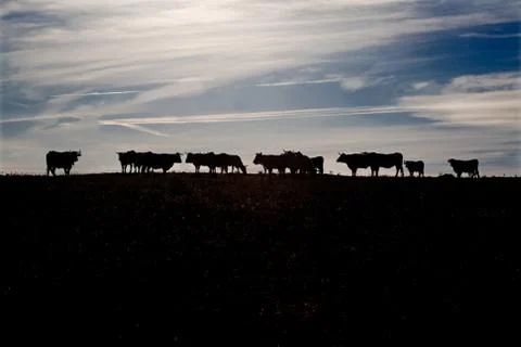 Grazing cows at sunset Foto stock