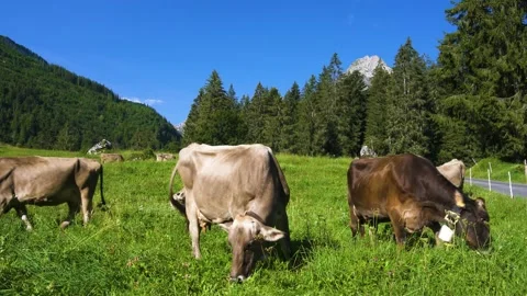 Grazing cows in the Swiss Alps Stock Footage 144198367