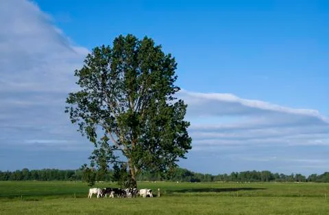 Grazing cows under a tree Stock Photos