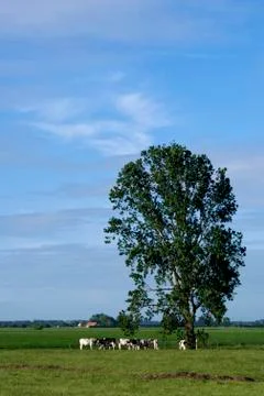 Grazing cows under a tree Stock Photos