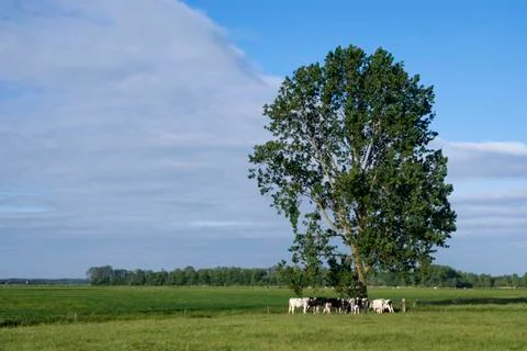Grazing cows under a tree Stock Photos
