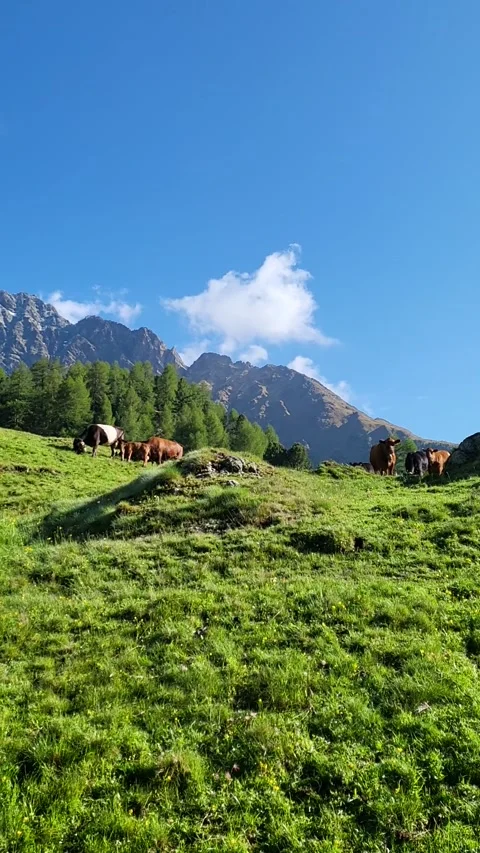 Grazing cows in Val di Campo. Stock Footage 199669048