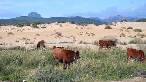 Grazing cows in a valley with sand dunes and mountains behind Vídeos de archivo 105432362