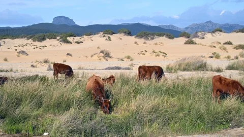 Grazing cows in a valley with sand dunes and mountains behind 動画素材 105470238