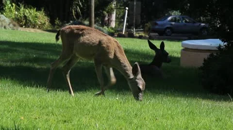 Grazing Deer 스톡 동영상 11902286