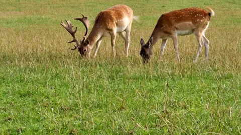 Grazing deer Video stock 66690237