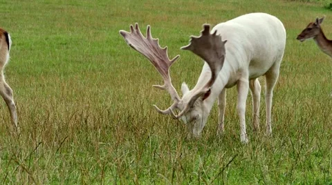 Grazing deer Stock Footage 66690345