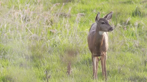 Grazing deer Vídeos de archivo 74900849