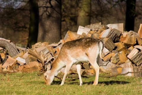 Grazing deer Stock-Fotos