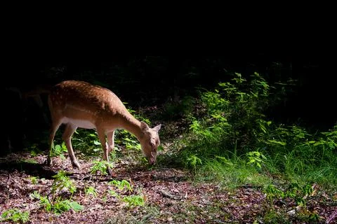 Grazing deer 库存照片