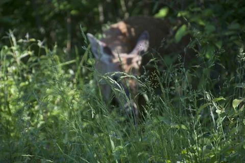 Grazing Deer Stock Photos