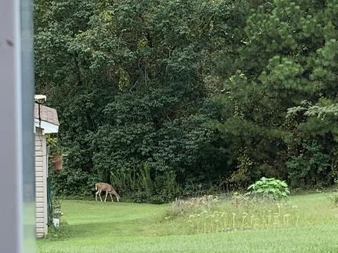 Grazing Deer Stock Photos
