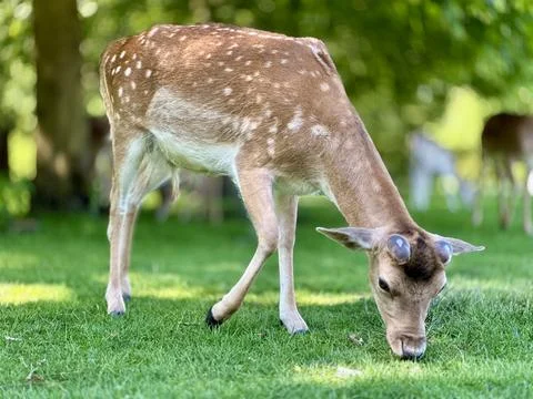 Grazing deer Stock Photos