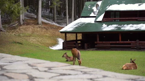 Grazing Deer in Spring, Low Angle Dolly Shoot Stock Footage 61712770