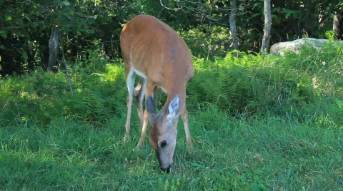 Grazing Doe Stock Footage 829882