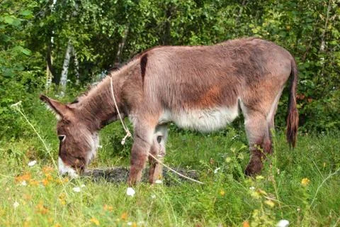 Grazing donkey Stock Photos