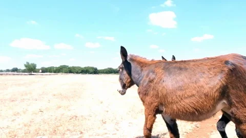 Grazing donkeys Stockbeeldmateriaal 101652500