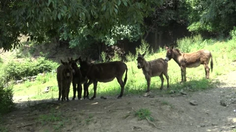 Grazing Donkeys Stock Footage 131541823