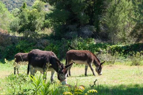 Grazing donkeys Stock Photos