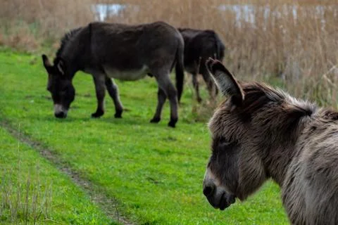 Grazing donkeys Foto stock