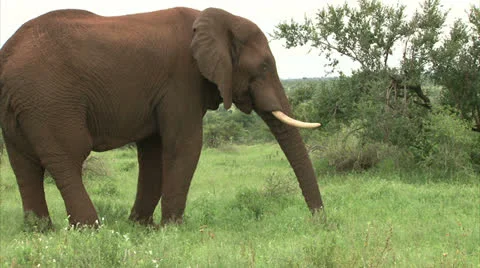 Grazing elephant in the bush Stock Footage 25741766