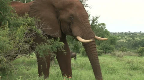 Grazing elephant in the bush Stock Footage 25741778