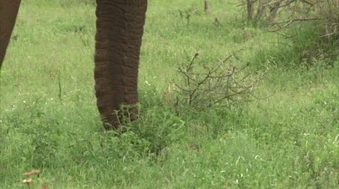 Grazing elephant in the bush Stock-Footage 25742731