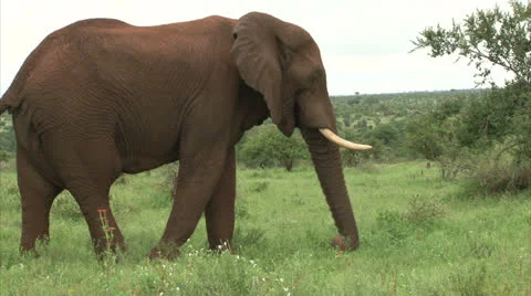 Grazing elephant in the bush 스톡 동영상 25743467