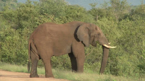 Grazing elephant in the bush Stock Footage 25799227