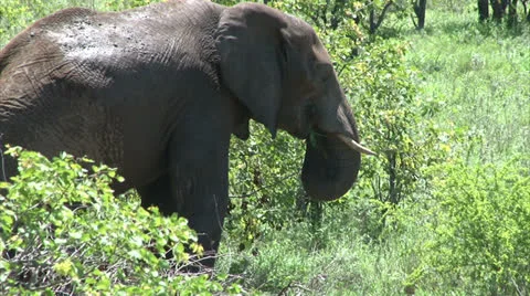Grazing elephant in the bush Stock Footage 26089324