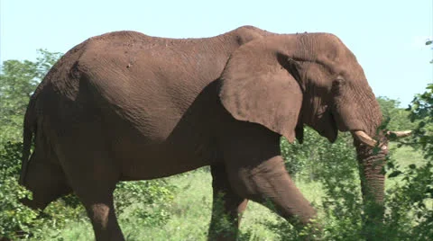 Grazing elephant in the bush Stock Footage 26090480