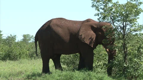 Grazing elephant in the bush Stock Footage 26090490